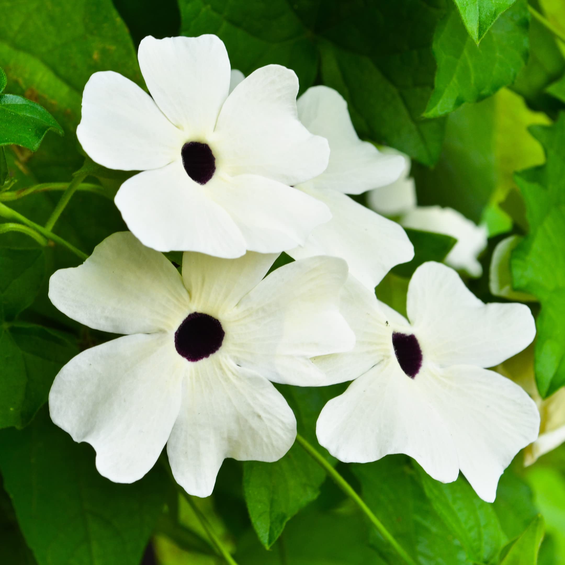 Amazon.com : Park Seed White Black-Eyed Susan Vine Thunbergia